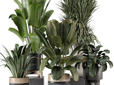 Various Green Leafy Bonsai Potted Plants In Ceramic And Wooden Pots 3d model