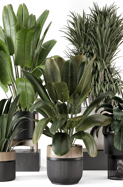 Various Green Leafy Bonsai Potted Plants In Ceramic And Wooden Pots 3d model