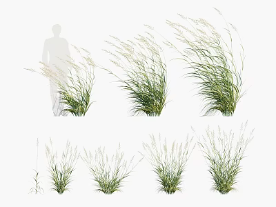Ornamental Grasses With Various Growth Forms For Landscape Decoration And Human Figure Scale Reference 3d model
