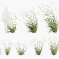 Ornamental Grasses With Various Growth Forms For Landscape Decoration And Human Figure Scale Reference