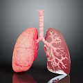 Detailed Human Lungs 3D Model Displaying Bronchial Tree And Respiratory System Structure 3d model