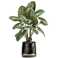 Bonsai Potted Plants with Green Large Leaves in Black Ceramic Pots