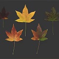 Vibrant Fall Maple Leaves In Various Colors Red Yellow Green With Dark Background And Reflections