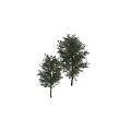 Two Healthy Arbor Trees With Lush Green Leaves And Red Fruits