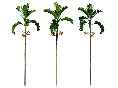 betel nut tree plant landscape tree garden tree landscape plant street trees 3d model