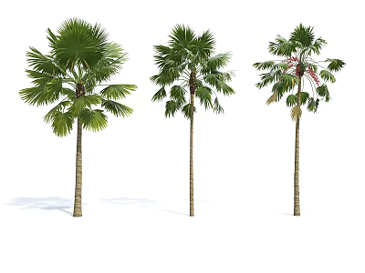 Three Palm Trees With Green Fronds And Brown Trunks Against White Background 3d model