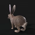 Detailed Realistic Brown Rabbit With Long Ears Standing On Black Background