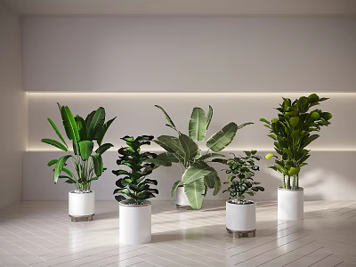 Indoor Bonsai Potted Plants With Various Green Leaves In White Decorative Pots 3d model