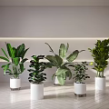 Indoor Bonsai Potted Plants With Various Green Leaves In White Decorative Pots