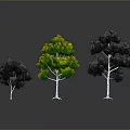 Three Green Trees In Different Sizes With Reflections On Black Background
