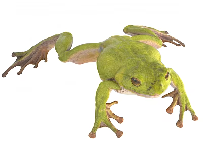 Green Reptile Frog With Extended Legs And Bulging Eyes On White Background 3d model