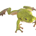 Green Reptile Frog With Extended Legs And Bulging Eyes On White Background