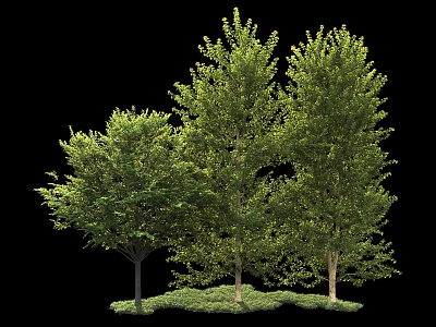 Green Arbor Trees with Lush Foliage and Grass Base on Black Background 3d model