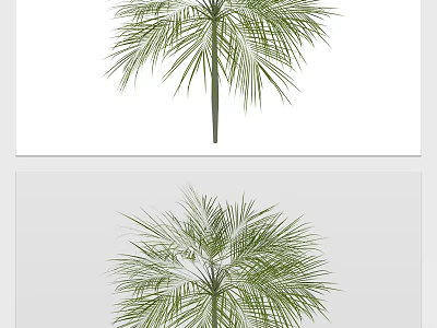 Palm Tree With Green Feathery Fronds And Tall Straight Trunk For Outdoor Landscape 3d model