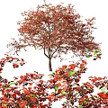 Various Deciduous Trees with Green Red and Brown Foliage for Landscaping