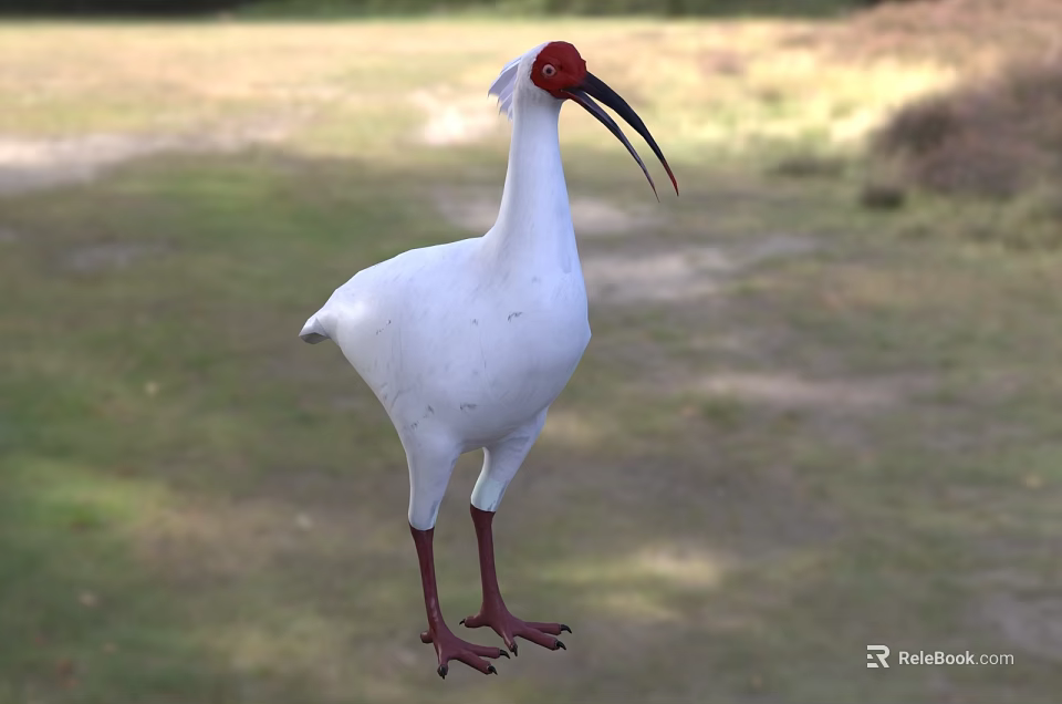 White Bird With Red Head Long Curved Black Beak Red Legs Standing On Grassy Field 3d model 