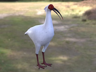 White Bird With Red Head Long Curved Black Beak Red Legs Standing On Grassy Field 3d model