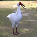 White Bird With Red Head Long Curved Black Beak Red Legs Standing On Grassy Field