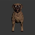 Light Brown Pug Dog 3D Model With Wrinkled Skin Standing On Dark Background