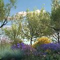 Colorful Flowering Shrubs in Lush Garden with Trees and Purple Blooms
