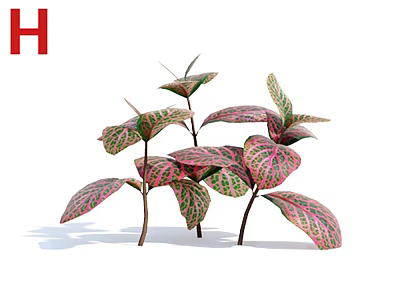Variegated Plants with Pink and Green Leaves Unique Shape and Brown Stems on White Background 3d model