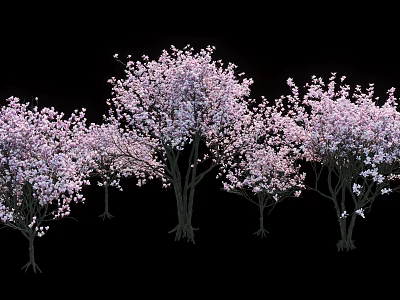 Multiple Beautiful Arbor Trees Blooming With Pink Blossoms Against Black Background 3d model