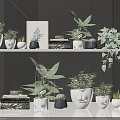 Potted Bonsai Plants Display on Shelves with Decorative Pots Books and Picture Frame