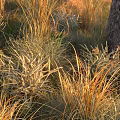 Tall Golden Grasses And Green Plants Growing Around Tree Trunk In Sunset Light