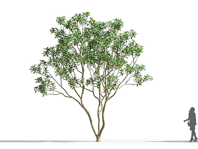 Lush Foliage Tree With Thick Trunk And Person Standing Beside It 3d model