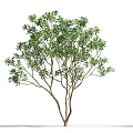 Lush Foliage Tree With Thick Trunk And Person Standing Beside It