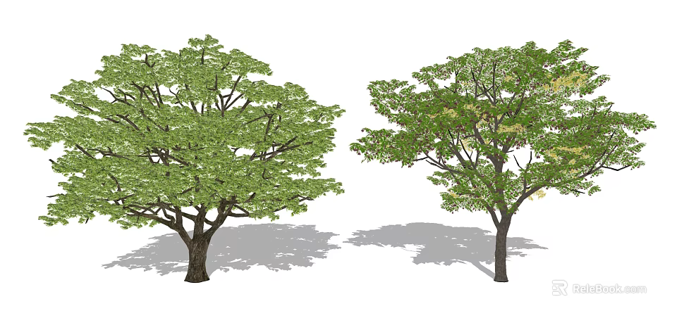 Two Lush Arbor Trees With Green Leaves Thick Trunk And Natural Shadows 3d model 