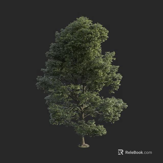 Tall Tree With Lush Green Foliage And Thick Trunk In Natural Setting 3d model 