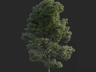 Tall Tree With Lush Green Foliage And Thick Trunk In Natural Setting 3d model