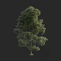 Tall Tree With Lush Green Foliage And Thick Trunk In Natural Setting