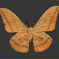 Orange Moth With Large Spotted Wings On Gray Background And Reflection 3d model