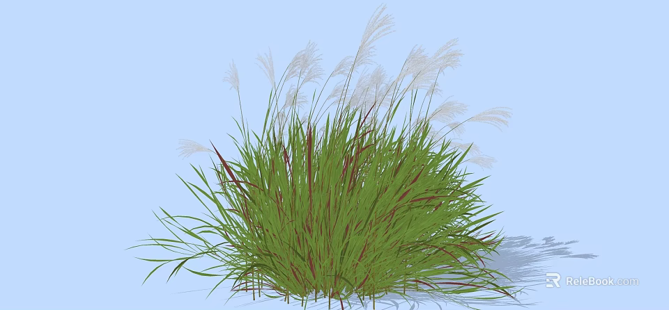 Ornamental Decorative Grass With Green Leaves Red Stems And White Plumes For Garden Landscaping 3d model 