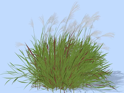Ornamental Decorative Grass With Green Leaves Red Stems And White Plumes For Garden Landscaping 3d model