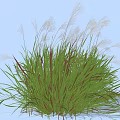 Ornamental Decorative Grass With Green Leaves Red Stems And White Plumes For Garden Landscaping