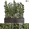 Lush Garden Decorative Greenery With Vibrant Leafy Plants In Rectangular Black Planter