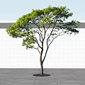 Lush Arbor With Green Leaves Spreading Branches Shadow On Light Wall And Gray Ground