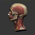 head structure head planer face human head planer face human brain planer face head structure brain structure human head structure 3d model