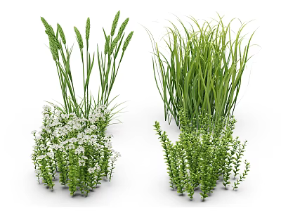 Various Types of Green Grasses White Flowering Plants and Shrubby Green Foliage 3d model