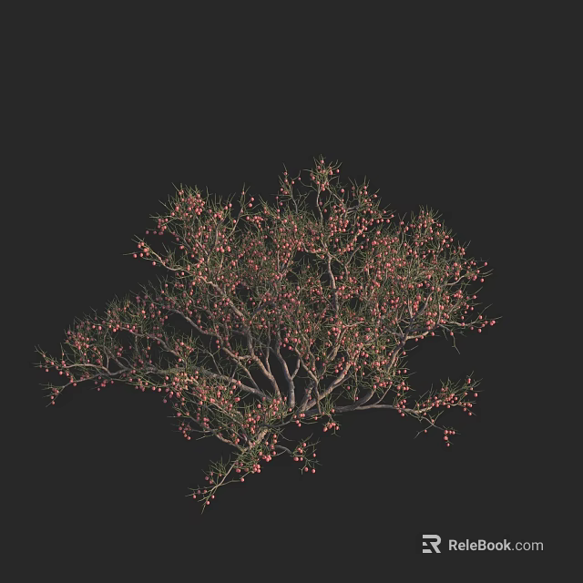 Lush Shrub With Slender Branches Bearing Red Berries On Black Background 3d model