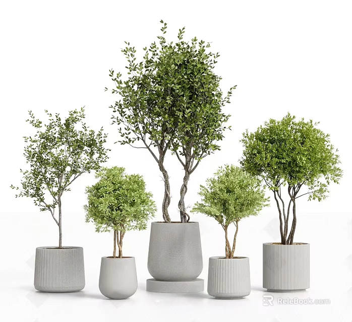 Bonsai Plants In Gray Pots With Different Sizes And Green Foliage 3d model