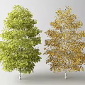 Two Arbor Trees With Green And Yellow Leaves And White Trunks 3d model