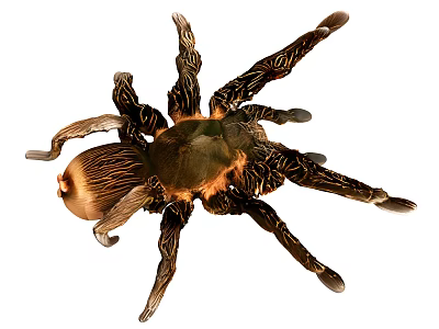 Close Up View Of Hairy Reptile Spider With Dark Brown Body And Long Legs 3d model