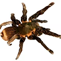 spider tarantula insect venomous insect reptile 3d model