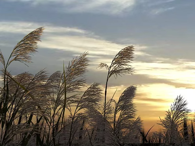 Golden Sunset Scenery With Swaying Reeds And Cloudy Sky At Dusk 3d model