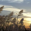Golden Sunset Scenery With Swaying Reeds And Cloudy Sky At Dusk