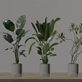 Indoor Potted Plants With Various Leaf Shapes In White Pots For Home Decoration